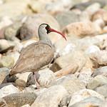 Серпоклювы / Ibidorhynchidae фото