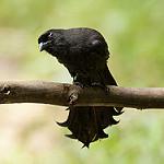 Ratchet-tailed Treepie / Temnurus temnurus