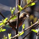 Spot-breasted Scimitar Babbler / Erythrogenys mcclellandi