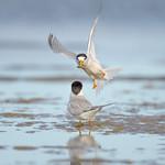 Fairy Tern / Sternula nereis
