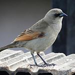 Бурокрылый курен / Agelaioides badius