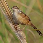 Китайская длиннохвостка / Graminicola striatus
