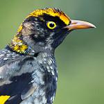 Regent Bowerbird / Sericulus chrysocephalus