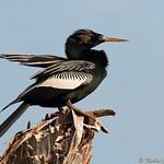 Anhinga / Anhinga anhinga