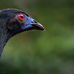 Black Guan / Chamaepetes unicolor