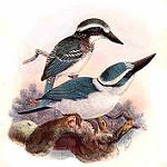Chattering Kingfisher / Todiramphus tutus