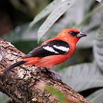 Белокрылая пиранга / Piranga leucoptera