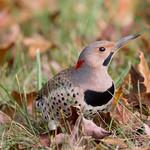 Northern Flicker / Colaptes auratus