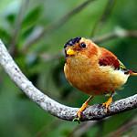 Black-capped Piprites / Piprites pileata