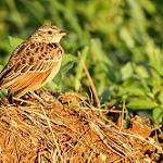 Red-winged Lark / Corypha hypermetra