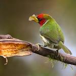 Бородатковые / Capitonidae фото
