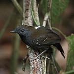Черногрудый алапи / Myrmophylax atrothorax