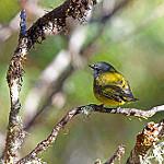 Ирианский свистун / Pachycephala lorentzi