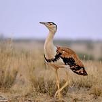 Индийская дрофа / Ardeotis nigriceps