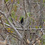 Черноспинный колючник / Thamnophilus melanonotus
