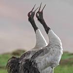 Black-necked Crane / Grus nigricollis