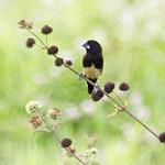 Толстоклювая муния / Lonchura melaena