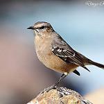 Patagonian Mockingbird / Mimus patagonicus