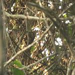 Red-chested Owlet / Glaucidium tephronotum