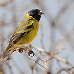 Thick-billed Siskin / Spinus crassirostris