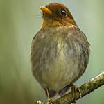 Красноголовая питтуля / Grallaricula cucullata