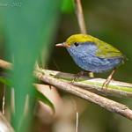 Slaty-bellied Tesia / Tesia olivea