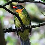 Masked Fruiteater / Pipreola pulchra