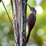 Рыжегорлый древолаз / Xiphorhynchus pardalotus