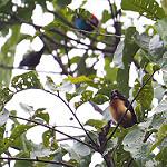 Yellow-crested Tanager / Loriotus rufiventer