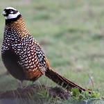 Королевский фазан / Syrmaticus reevesii