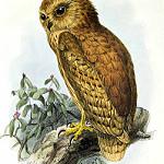 Rufous Fishing Owl / Scotopelia ussheri