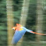 Scarlet Macaw / Ara macao