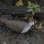 Бледная голубка / Leptotila pallida