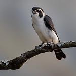 Pied Falconet / Microhierax melanoleucos