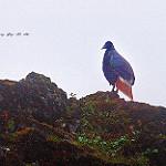 Белохвостый монал / Lophophorus sclateri