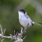 Черноголовая комароловка / Polioptila nigriceps