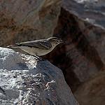 Greyish Miner / Geositta maritima