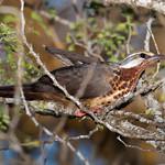 Subdesert Mesite / Monias benschi