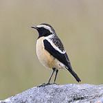 Зулусская каменка / Campicoloides bifasciatus