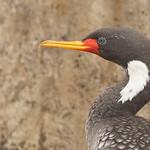 Red-legged Cormorant / Poikilocarbo gaimardi