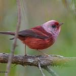 Розовая вильсония / Cardellina versicolor