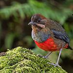 Whiskered Pitta / Erythropitta kochi