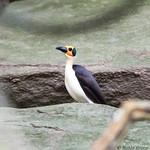 Восточные лысые сороки / Picathartidae фото