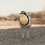Крокодилов сторож / Pluvianus aegyptius