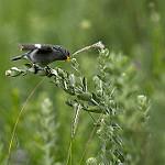 Tropeiro Seedeater / Sporophila beltoni