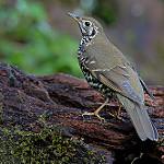 Long-tailed Thrush / Zoothera dixoni