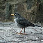 Шиферный дрозд / Turdus subalaris
