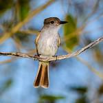 La Sagra's Flycatcher / Myiarchus sagrae