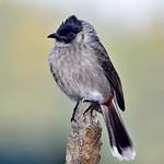 Златогузый бюльбюль / Pycnonotus aurigaster