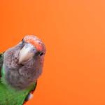Сероголовый попугай / Poicephalus fuscicollis